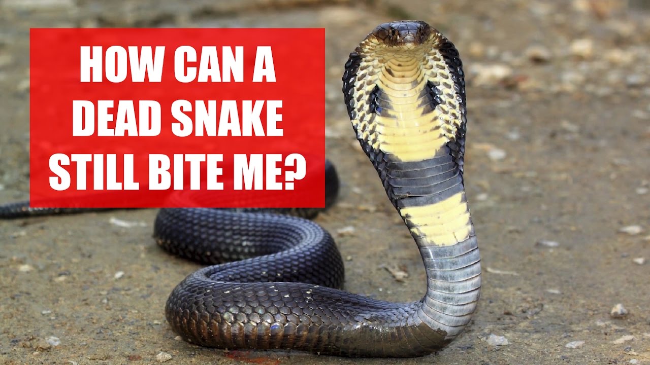 Can A Dead Snake Still Bite Me? Science Explains! 