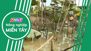 Hiệu quả từ nuôi cá lóc trong ruộng sen | Nông nghiệp Miền Tây