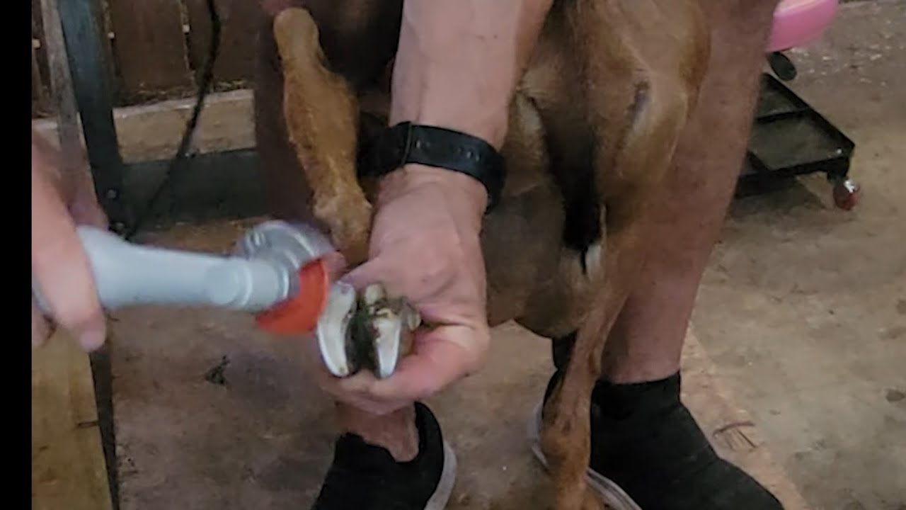 Hoof Trimming Goats with the Hoof Boss