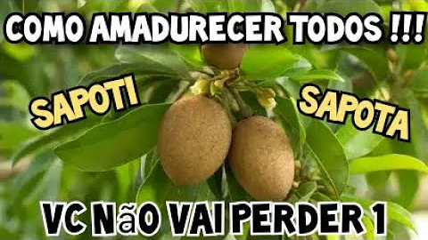 Quando tirar o sapoti?