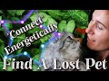 How To Find A Lost Pet Connect With Your Pet Energetically 
