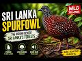 👉 Sri Lanka Spurfowl | The Hidden Gem of Sri Lanka’s Forests 🇱🇰