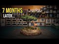 I Disappeared for 7 Months… Now I’m Back Building Dioramas (African Savanna Diorama) thumbnail