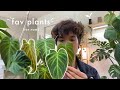 My Top 10 Houseplants (for now lol) | may 2021