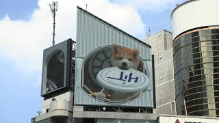 Giant 3D dog leaps between billboards in Tokyo | AFP