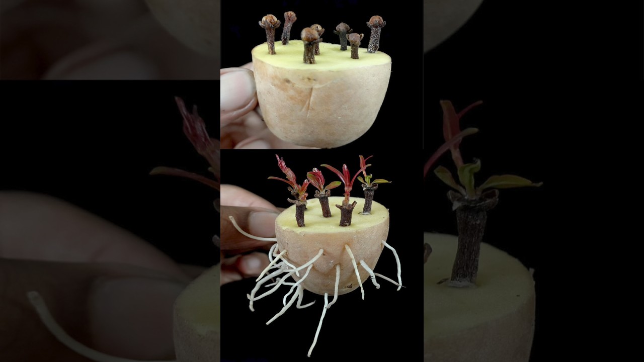 How to Propagate Clove Plant at Home || How to Grow Clove from Seeds with Potato