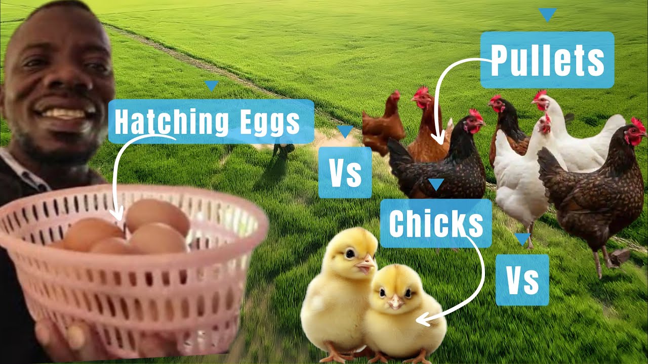 Куры на заднем дворе: инкубационные яйца, цыплята или куры! Что лучше для начинающих?