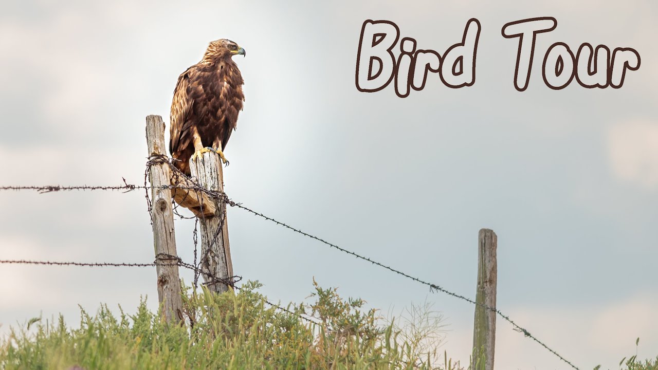 Pawnee National Grassland Self Guided Birding Tour YouTube