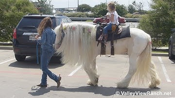 Bentley - unicorn princess Gypsy riding in town! - ValleyViewRanch.net
