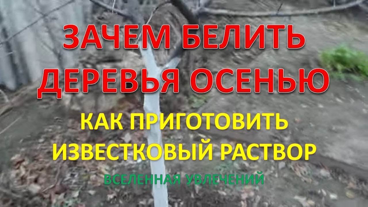 Зачем белят деревья известью. Приготовить раствор для деревьев белить. Зачем белят деревья.