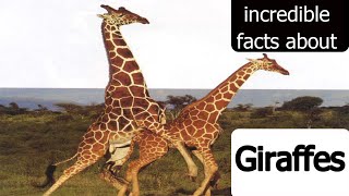 #animals . Strange facts about Giraffes that you won't believe by Animal Explorer 10,516 views 1 year ago 3 minutes, 28 seconds