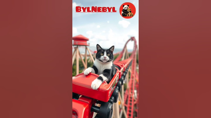 🎢 Кот на американских горках: история одного приключения