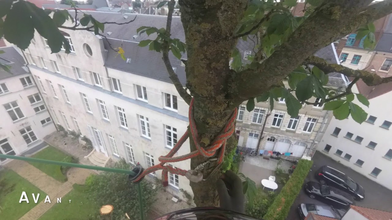 Abattage d'un Marronnier | Black Widow | rigging rings