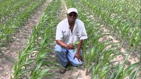 Control Weeds Early to Protect Corn Yield