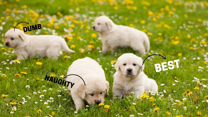 A Guide to Choosing the Right Golden Retriever Puppy