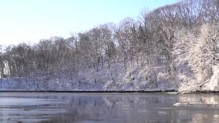 Red Tailed Hawk Hunting Ducks on the Frozen Blackstone River