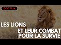 Les lions et leur combat pour la survie   docflix