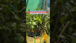 Macadamia Nut Buttom Grafted Plants Macadamia Plants Nursery