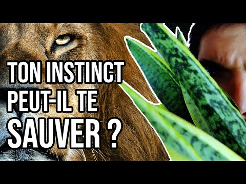 Vidéo: Pourquoi la théorie de l'instinct a-t-elle échoué ?