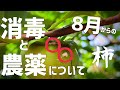 これからの柿の消毒と農薬について