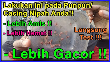🔴 Umpan jitu mancing udang galah‼️ Lakukan ini pada cacing nipah anda⁉️