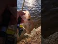 Last-cast-Thump #fishbrain #Thumpy