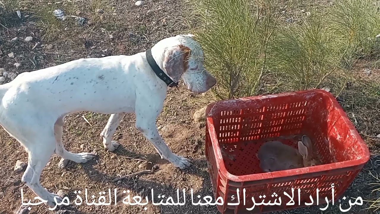 تدريب البوانتر الإنجليزي على صيد الأرانب