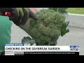 Gardening with Dave - May 29th, 2026 Part 1