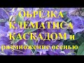 Клематис обрезка каскадом и размножение закруткой