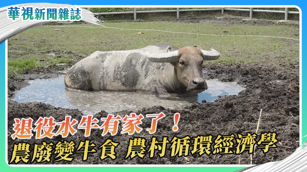 退役水牛有家了!農業廢棄物變牛食 農牧共生創新局|陳舒喬 林洧旭|華視新聞雜誌|EP2516單元2 2026.8.22 縮圖