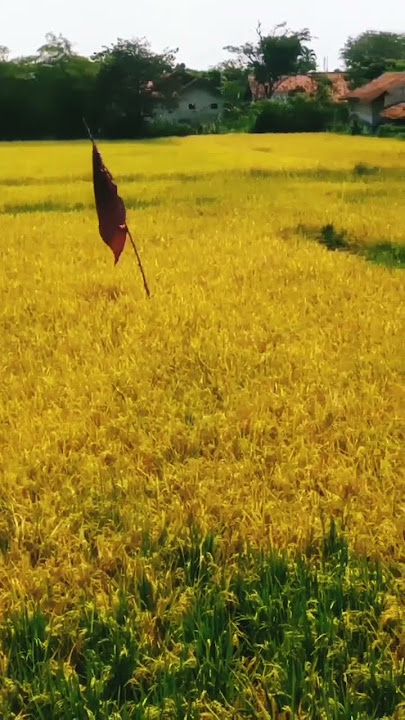 padi yg sudah menguning #pemandanganindah #sawah #pemandanganbagus
