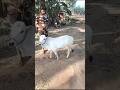 minicow#microminiaturecow #bestqualityminicow#shortsfeed #shortvideo #cowvideos