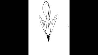 Bird flying animation | Procreate animation