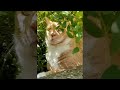 Cute Cat Hiding in the Bushes 😻😻😻 #cat #cute #orangecat