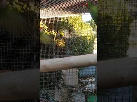 conuro mitrata (psittacara mitratus)