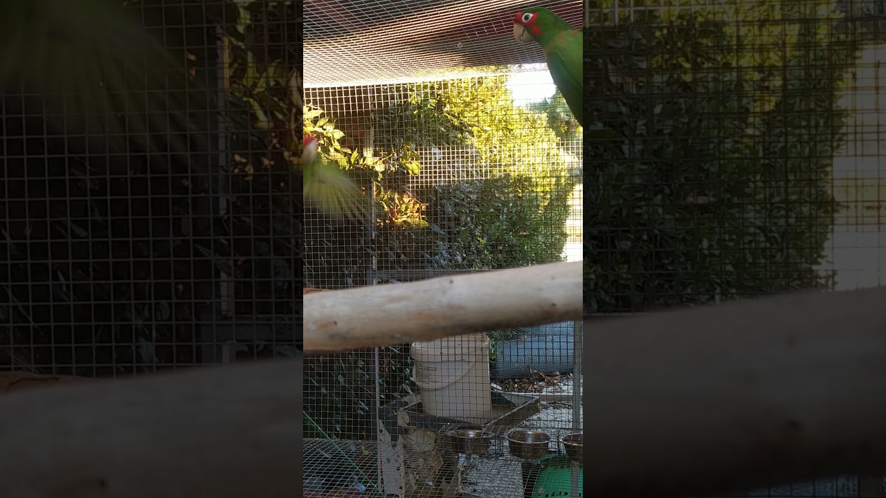 conuro mitrata (psittacara mitratus)