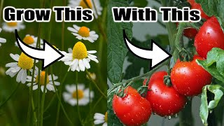 Top 7 Perfect Companion Plants for Your Vegetable Garden! by Next Level Gardening 38,851 views 3 weeks ago 8 minutes, 17 seconds