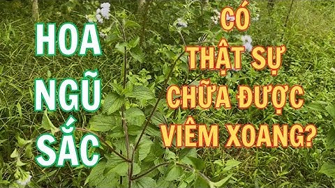 Hoa ngũ sắc chữa viêm xoang - cách dùng an toàn, hiệu quả (cỏ hôi, hoa  c.ứt lợn) #sứckhỏetựnhiên 