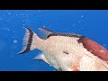 Middlegrounds Hogfish on the Tideline