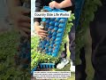 Precision Nursery Management: Automated Seedling Extraction Systems #shorts