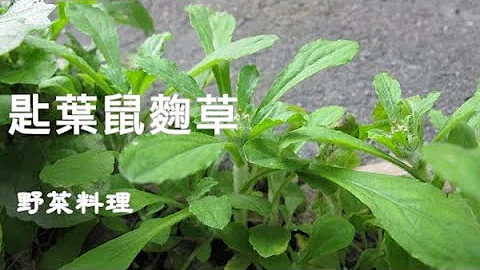 匙葉鼠麴草可以這樣玩，玩美味，也玩趣味 Gamochaeta pensylvanica - 天天要聞