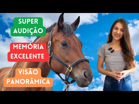 10 CURIOSIDADES INCRÍVEIS SOBRE CAVALOS QUE VOCÊ PRECISA SABER