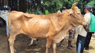 Download Lagu 7 juta !! Babon Kurus Harga Murah !! Gak Laku Sepi Pembeli !! Pasar Sapi Tuban  MP3