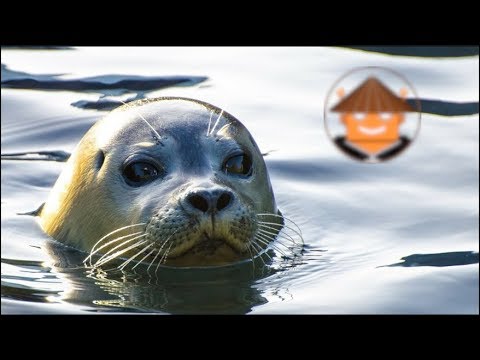 Video: Un animal increíble: una foca gris