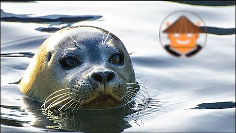 ¿Las focas son sólo perros de agua?