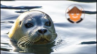 QUÉ PASA CON LAS FOCAS | Mini Documental