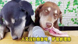 ASMR dog 狗狗們的午餐，吃的太快就要等著嗎？