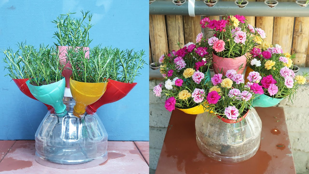 Переработка пластиковых бутылок для садоводства выращивает красивую портулаку (моховую розу)