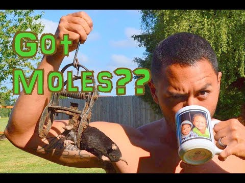 How To Trap A Mole - GUARANTEED To Work!!!
