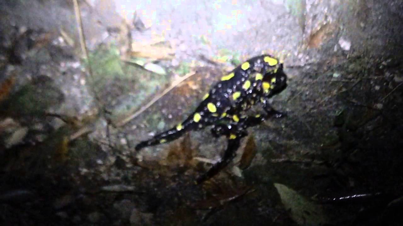 Fighting Fire Salamanders video phone é a continuação de telephone